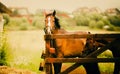 The two chestnut horses grazing in a corral on a farm on a sunny summer day. The agriculture, horse care, and rural life, evoking Royalty Free Stock Photo