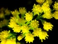 Golden Cluster: The Luminance of Solidago