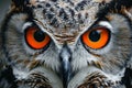 Close-Up of Owl With Orange Eyes Royalty Free Stock Photo