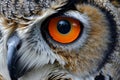 Close-Up of Owl With Orange Eyes Royalty Free Stock Photo