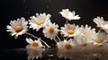 A photograph capturing the ethereal beauty of daisies with solid background