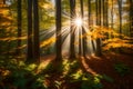 A Photograph capturing the graceful dance of sunbeams through a canopy of vibrant foliage, painting a tapestry of colors in a