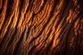 A Photograph capturing the intricate texture of a weathered tree bark, bathed in warm golden light, creating a mesmerizing play of