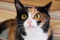 Cat,Pet photography,Lovely cat,Beautiful cat Royalty Free Stock Photo
