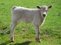 A Charolais calf standing in a green field.