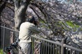 photograph cherry blossom at Gojo river, Nagoya Royalty Free Stock Photo