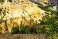 Petrified Forest Area Yellowstone N P Royalty Free Stock Photo