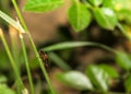 Isolated firefly resting on a blade of grass Royalty Free Stock Photo