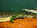 Photograph of close up beautiful polypterus polli. Royalty Free Stock Photo