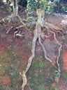 Close up of Surface Roots of Tea Plant - Camellia Sinensis -