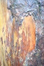 Structure and Layers in Tree Bark - Abstract Natural Texture and Pattern