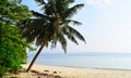 Coconut Tree at Peaceful Serene Beach with Blue Waters, Vijaynagar, Havelock Island, Andaman, India - Wallpaper