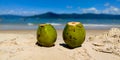 A beautiful landscape composed of coconut on the beach sand.