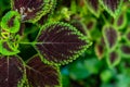 Photograph of the Coleus plant with a red center and a green side