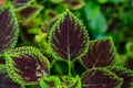 Photograph of the Coleus plant with a red center and a green side