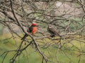 A couple of Pyrocephalus birds in nature