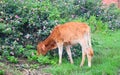 A Cow Kid - Young Calf - Grazing Grass in Field in Indian Countryside Royalty Free Stock Photo