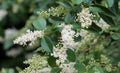 Tiny white blooms on a crape myrtle bush.