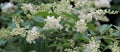 Tiny white blooms on a crape myrtle bush.