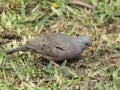 A specimen of croaking ground dove