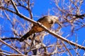 The curved bill thrasher bird on a branch