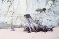 Cut Trunk and Roots of Trees at Sandy Beach against background of Limestone Rock - Remains of Damage caused by Tsunami - Abstract Royalty Free Stock Photo