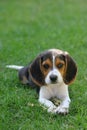 Beagle puppy laying down on a green grass yard Royalty Free Stock Photo
