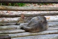 A Cute Cat Sleeping Peacefully on a Wooden Bench - Cool Relaxation - Power Nap