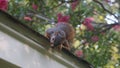 A squirrel on the roof looking in a window.