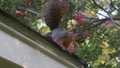 A squirrel on the roof looking in a window.