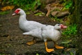 photograph of.cute white coloured ducks