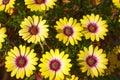 photograph with daisy flower daylight in two colors yellow and lilac Royalty Free Stock Photo