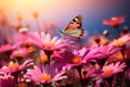 photograph of daisy flowers with a small butterfly