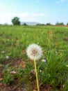Photograph dandelion fluff seeds flower grass summer Background