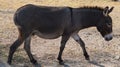 A dark brown donkey walking by in a pasture.