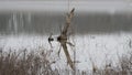 A reflection of an old dead tree in the Grapevine Lake in Texas. Royalty Free Stock Photo