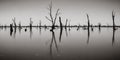 Photograph of dead tree trunks sticking out of the water, Australia Royalty Free Stock Photo