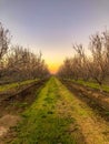 Evening Sunset in the Orchards Royalty Free Stock Photo