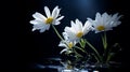 A Photograph Delicate white daisies bask in the gentle glow of a solitary flashlight, against a striking backdrop of inky