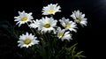 A Photograph Delicate white daisies bask in the gentle glow of a solitary flashlight, against a striking backdrop of inky