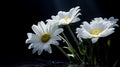 A Photograph Delicate white daisies bask in the gentle glow of a solitary flashlight, against a striking backdrop of inky