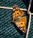 photograph depicting a butterfly resting on a wire mesh