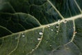 photograph depicting a cauliflower leaf