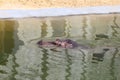 hippo peeking out of the water Royalty Free Stock Photo