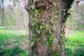 Detail of the bark on tree trunk with ivy vine Royalty Free Stock Photo