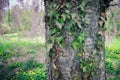 Detail of the bark on tree trunk with ivy vine Royalty Free Stock Photo