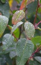 Morning Dew Drops - Water Condensation on Plant Leaves - Natural Background Royalty Free Stock Photo