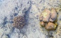 Different Types of Underwater Corals - Brain Coral and Fire Coral - Abstract Marine Life Background - Andaman Nicobar Islands