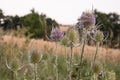 Photograph of a dispacus plant blooming in a field at sunset