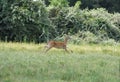 A doe deer bouncing across a meadow showing movement as she runs.